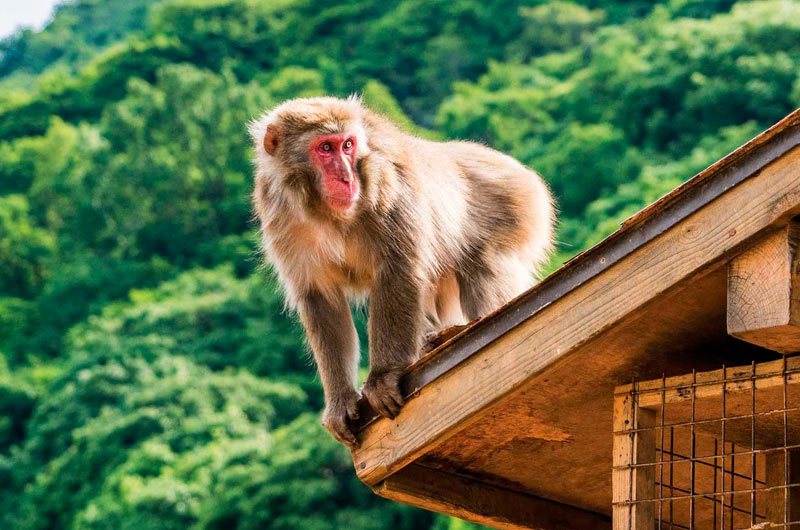 Macaco Japonés