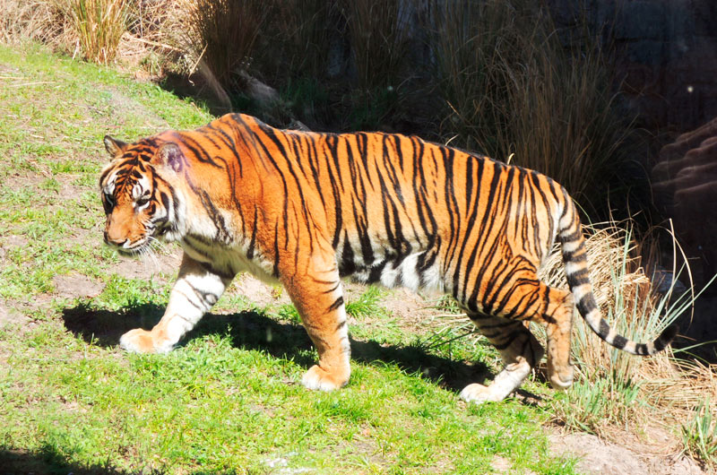 Tigre Malayo